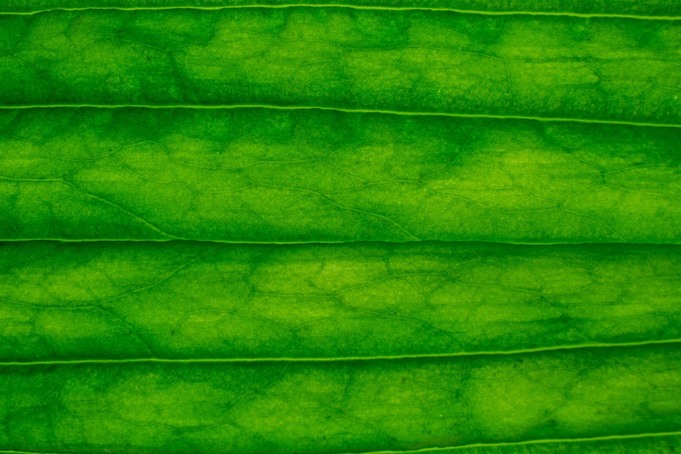 abstract background of striped green leaf
