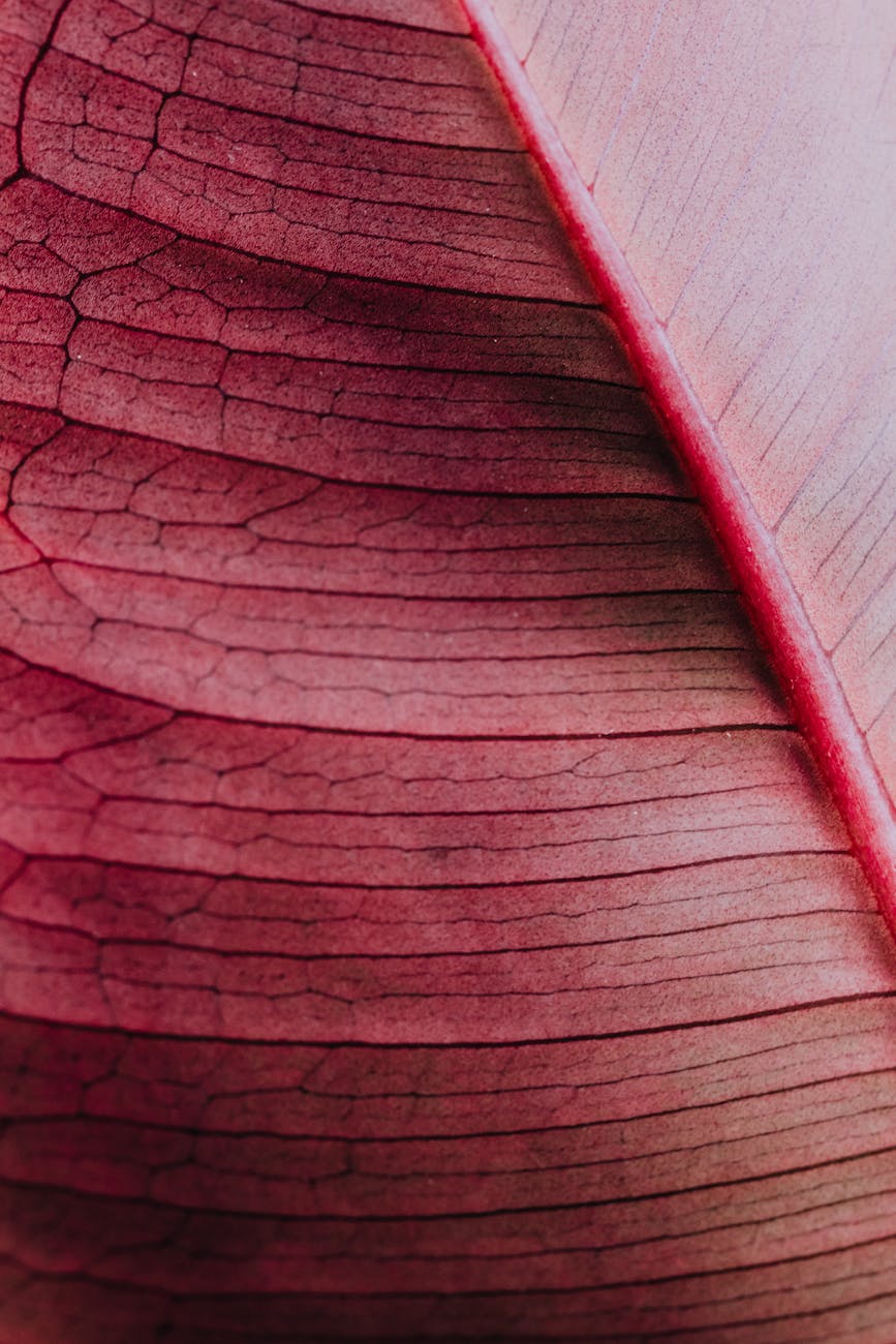 macro photo of a leaf